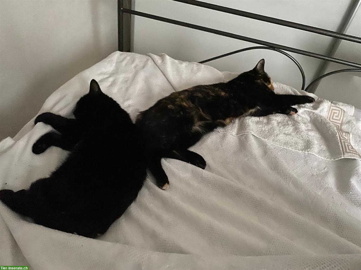 Bild 4: Katzen Nani & Nara suchen Zuhause mit Zugang von aussen