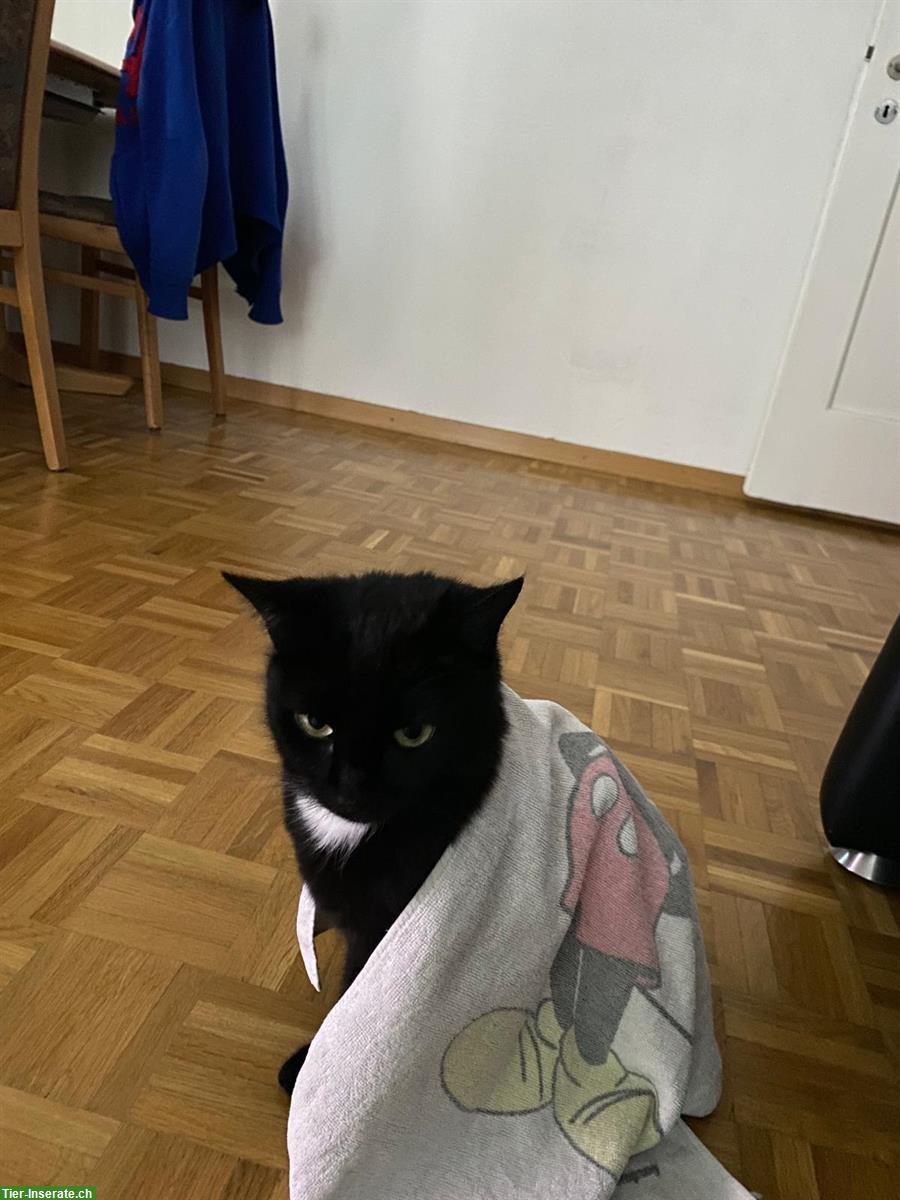 Bild 5: Katzen Nani & Nara suchen Zuhause mit Zugang von aussen