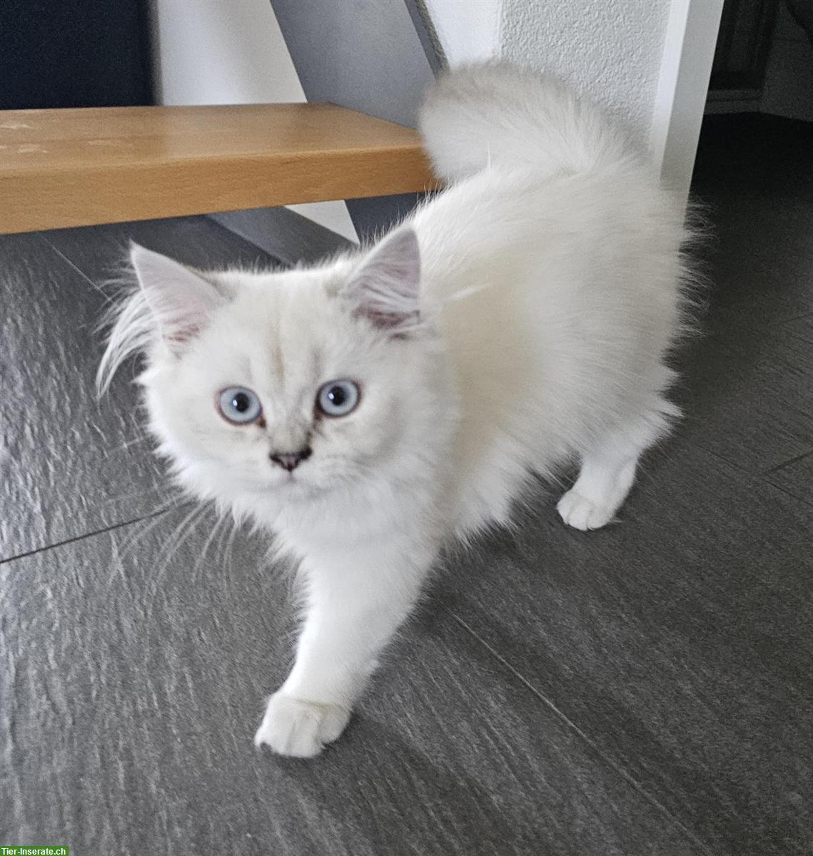 BKH/BLK Kitten suchen ein liebevolles Zuhause