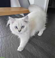 BKH/BLK Kitten suchen ein liebevolles Zuhause