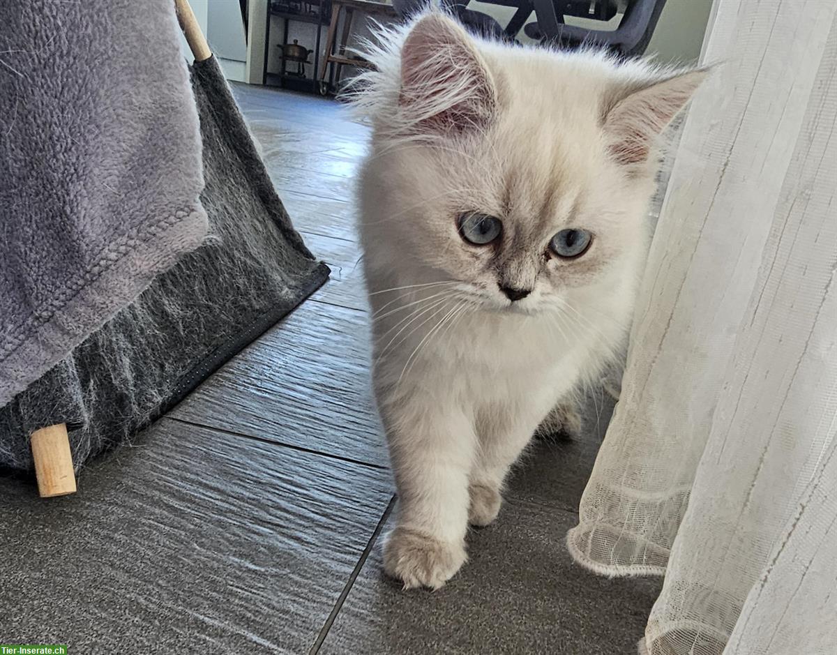 Bild 3: BKH/BLK Kitten suchen ein liebevolles Zuhause