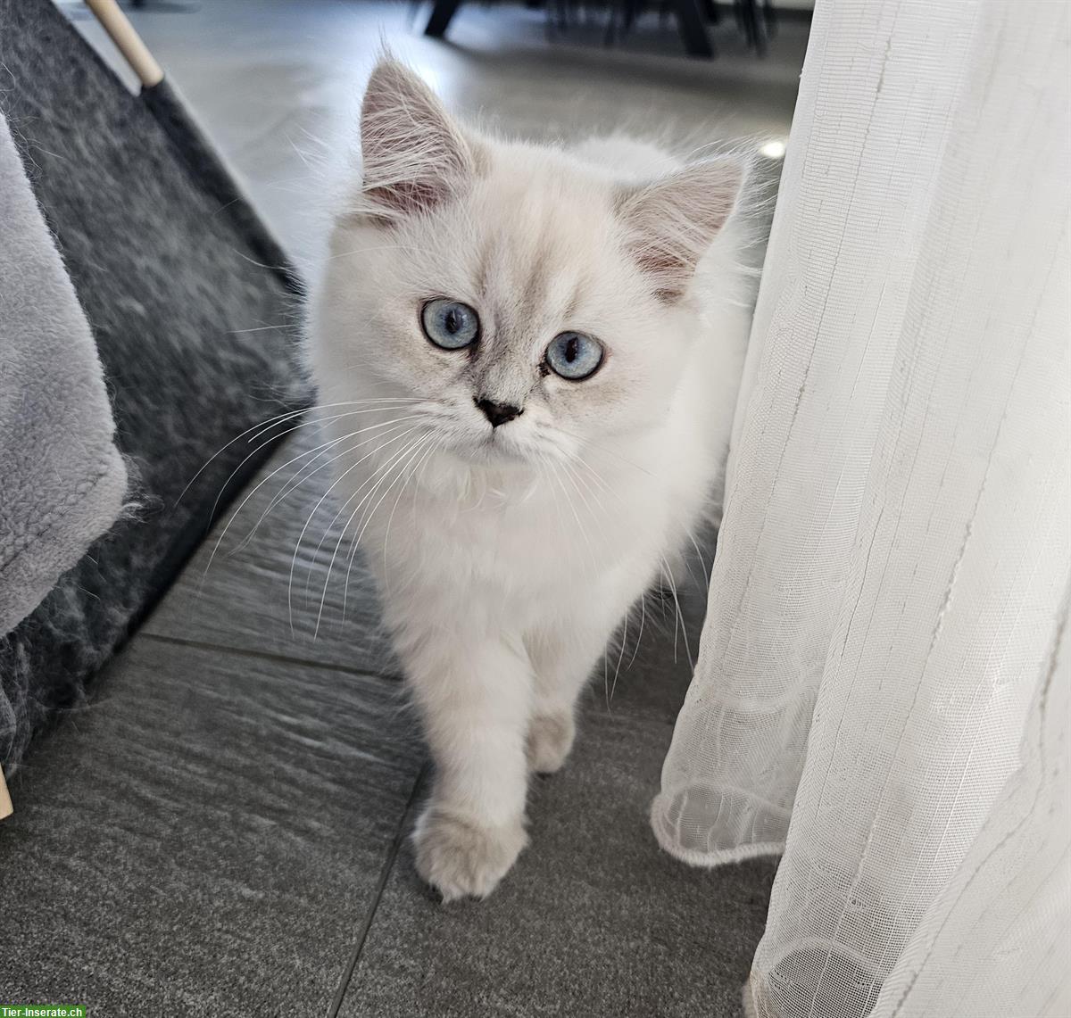 Bild 4: BKH/BLK Kitten suchen ein liebevolles Zuhause