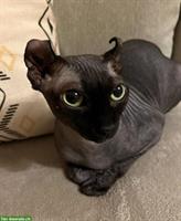 Sphynx Katze mit Kobold Ohren zu verkaufen