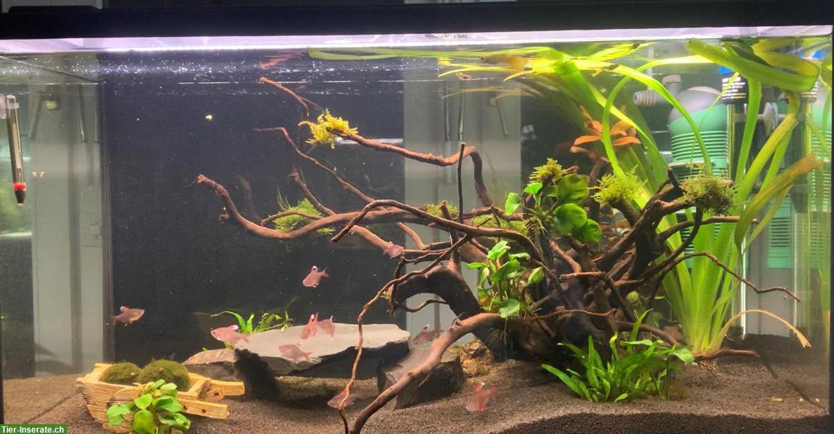 Aquarium Starterset 126 Liter inklusive Fische zu verkaufen