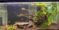 Aquarium Starterset 126 Liter inklusive Fische zu verkaufen