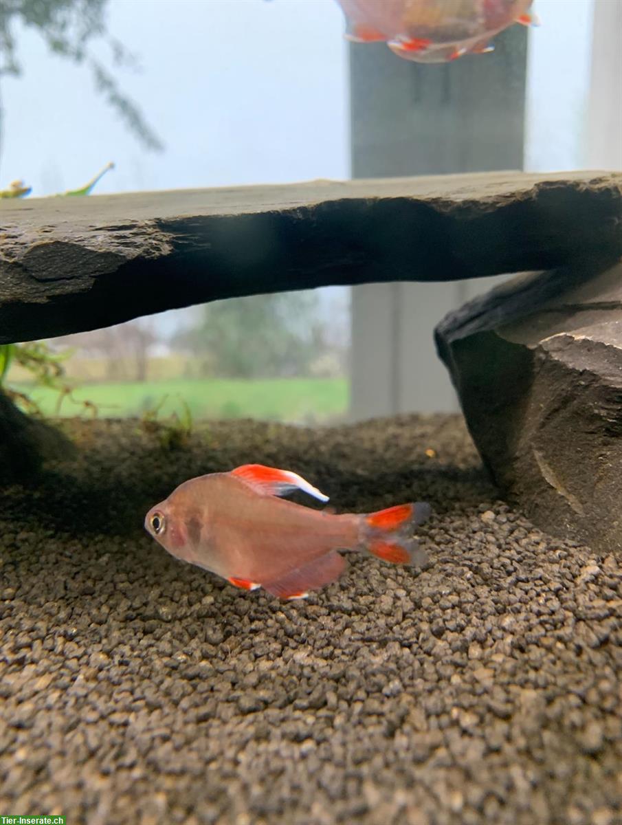 Bild 2: Aquarium Starterset 126 Liter inklusive Fische zu verkaufen