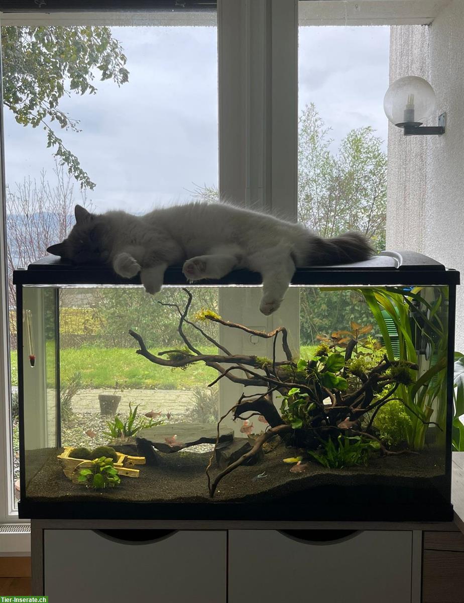 Bild 3: Aquarium Starterset 126 Liter inklusive Fische zu verkaufen
