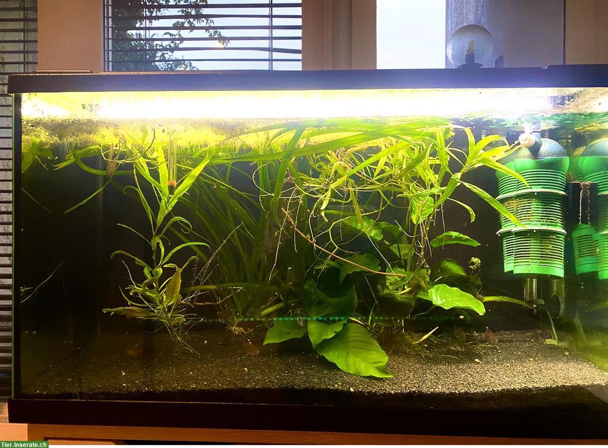 Bild 4: Aquarium Starterset 126 Liter inklusive Fische zu verkaufen
