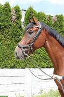 5-jähriger CH-Warmblut Wallach direkt von Züchterin