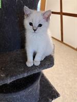 Britisch Kurzhaar Kitten Katzen mit Stammbaum
