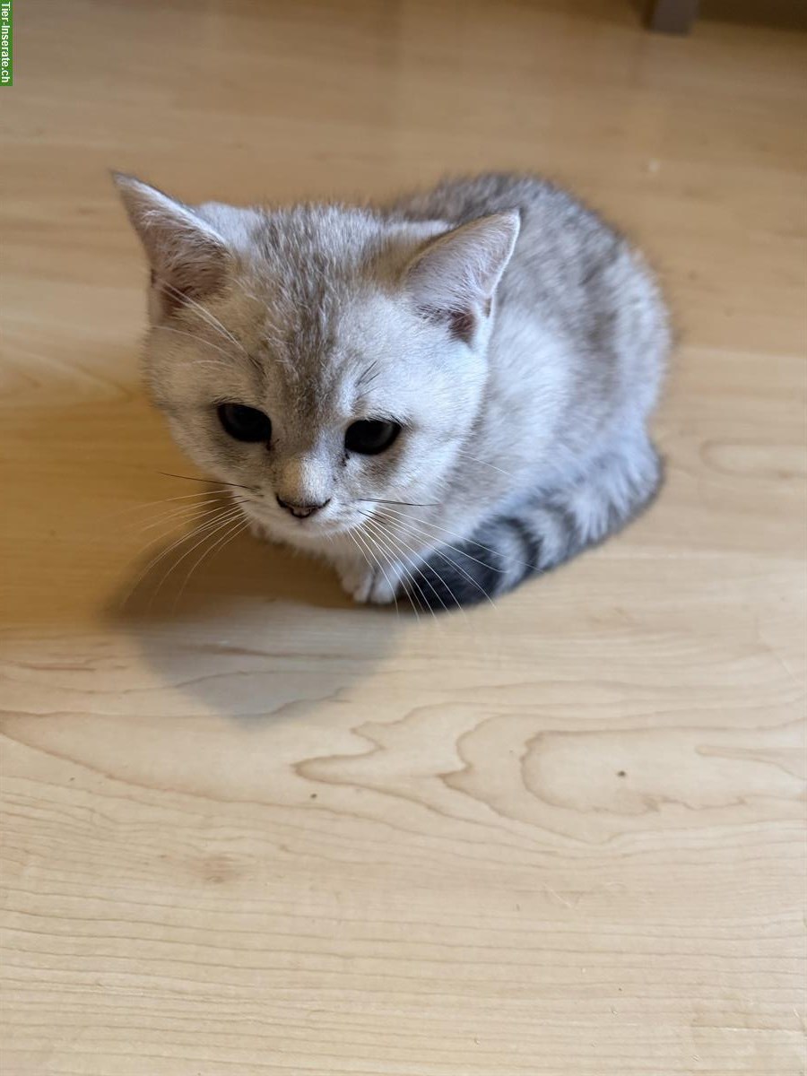 Bild 2: Britisch Kurzhaar Kitten Katzen mit Stammbaum