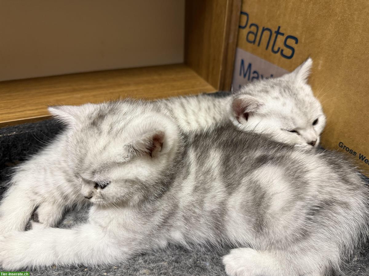 Bild 3: Britisch Kurzhaar Kitten Katzen mit Stammbaum