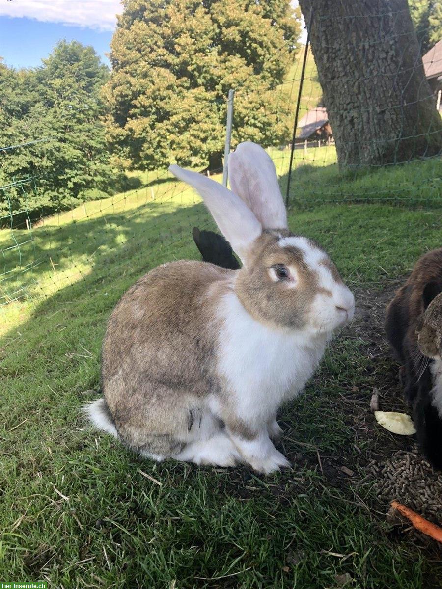 Deutscher Riese-Kaninchen-Mix, männlich, kastriert