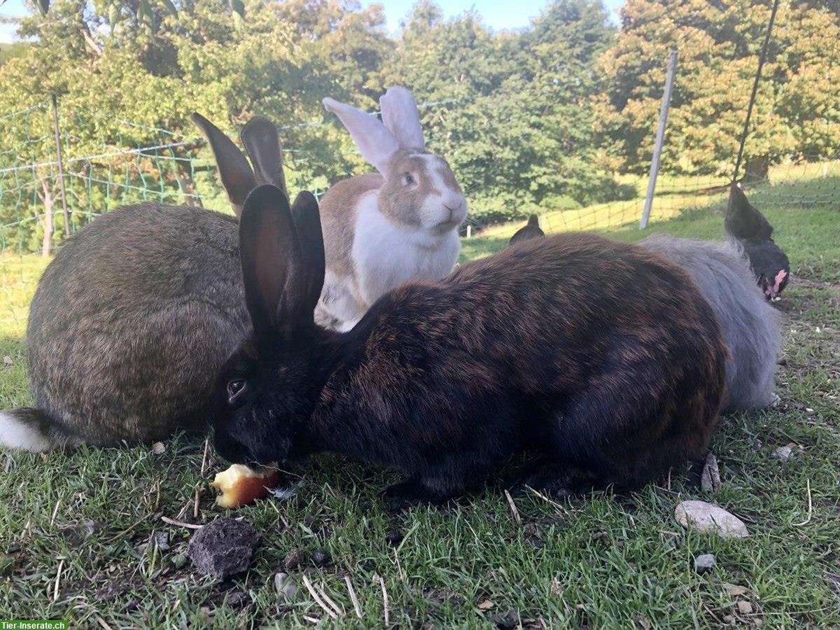 Bild 2: Deutscher Riese-Kaninchen-Mix, männlich, kastriert