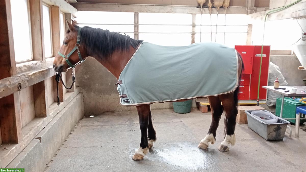 Bild 2: Sattelzeug Decken Knotenhalfter zu verkaufen