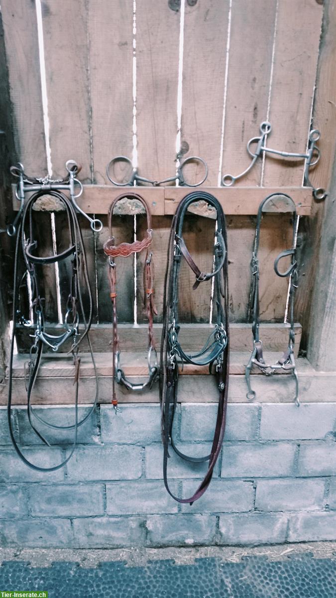 Bild 3: Sattelzeug Decken Knotenhalfter zu verkaufen