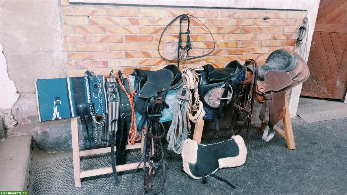 Bild 4: Sattelzeug Decken Knotenhalfter zu verkaufen