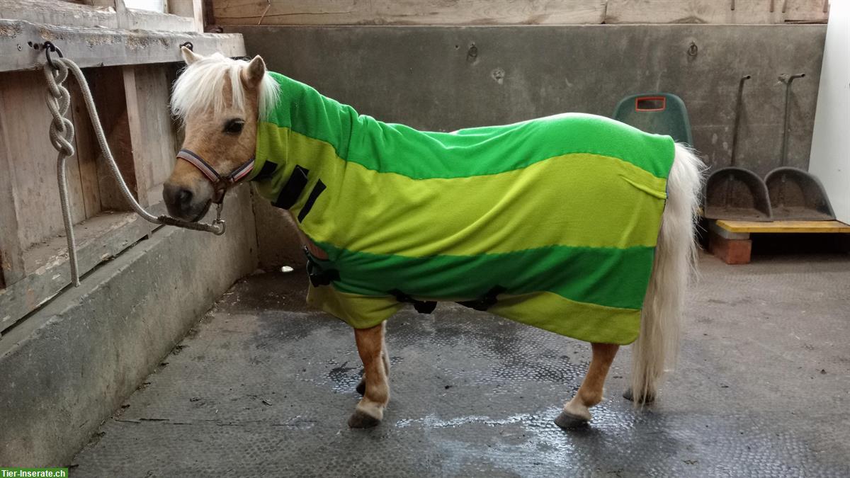 Bild 6: Sattelzeug Decken Knotenhalfter zu verkaufen