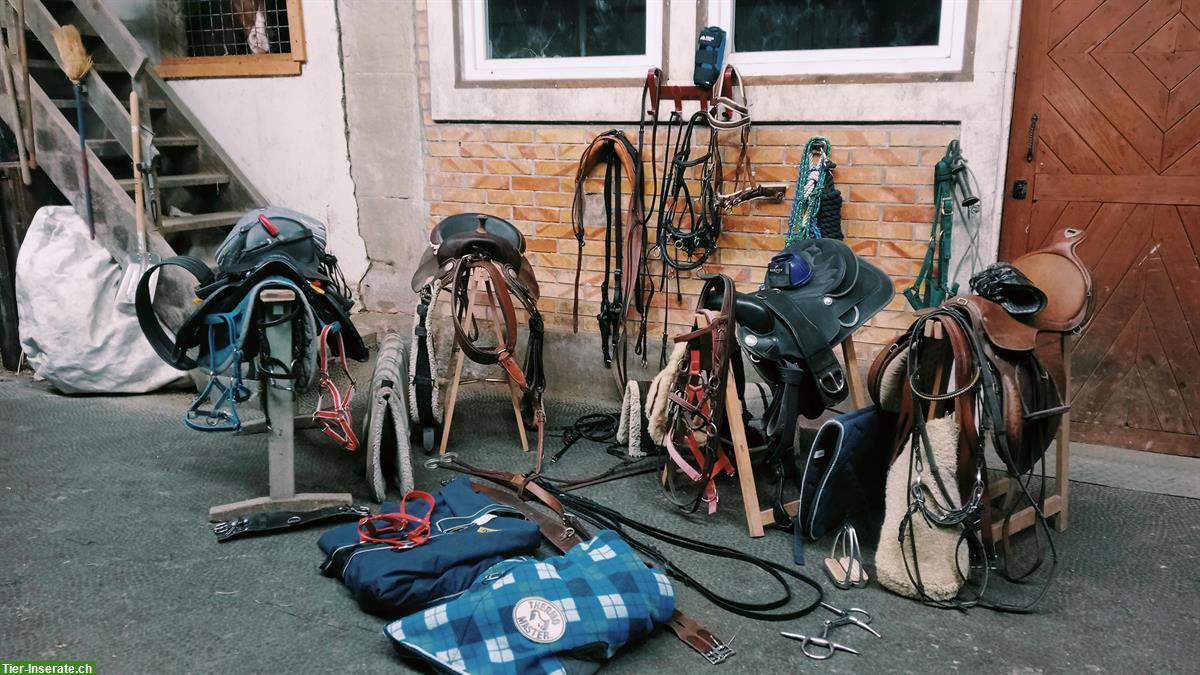 Bild 8: Sattelzeug Decken Knotenhalfter zu verkaufen