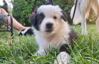 Reinrassige Border Collie Welpen aus Arbeitslinie