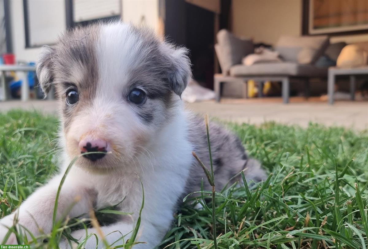Bild 2: Reinrassige Border Collie Welpen aus Arbeitslinie