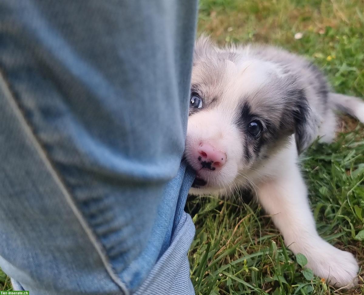 Bild 4: Reinrassige Border Collie Welpen aus Arbeitslinie