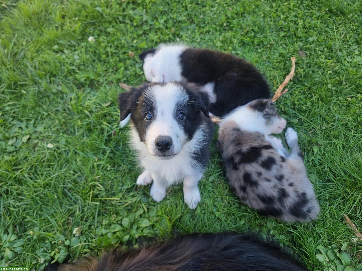 Bild 5: Reinrassige Border Collie Welpen aus Arbeitslinie