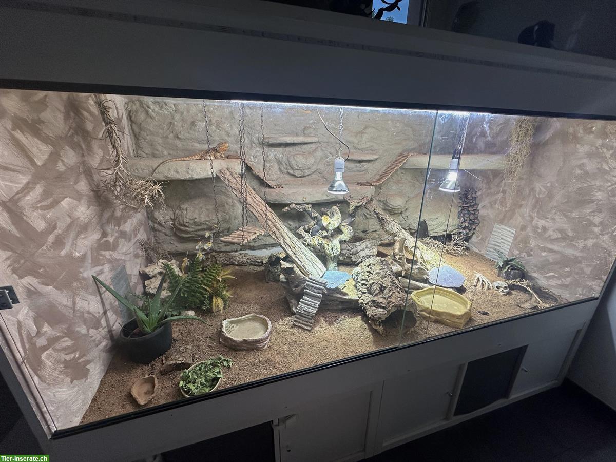 Bild 2: Bartagame mit Terrarium zu verkaufen