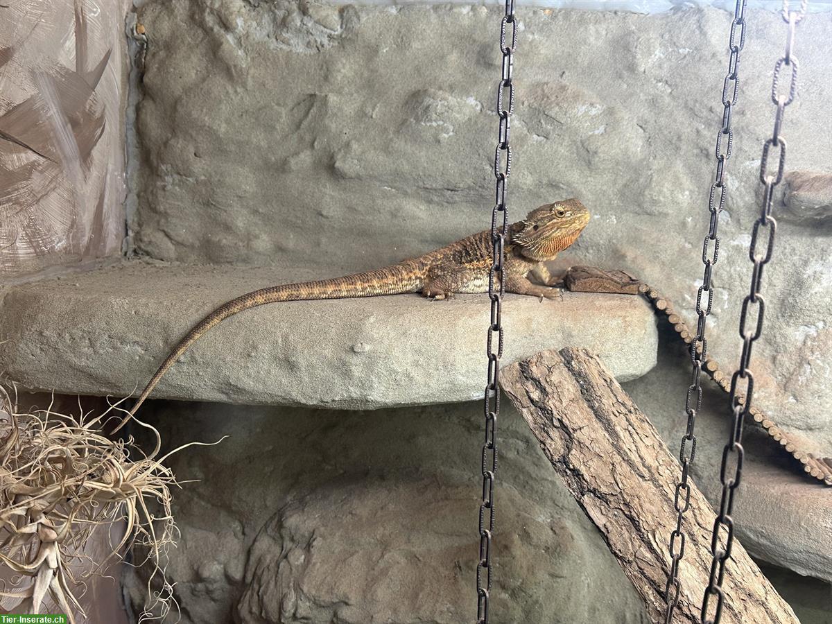 Bild 3: Bartagame mit Terrarium zu verkaufen