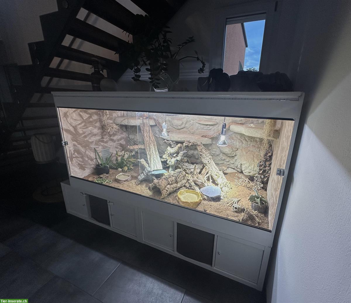 Bild 4: Bartagame mit Terrarium zu verkaufen