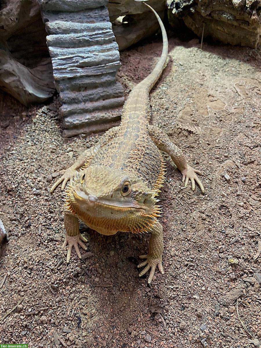 Bild 5: Bartagame mit Terrarium zu verkaufen