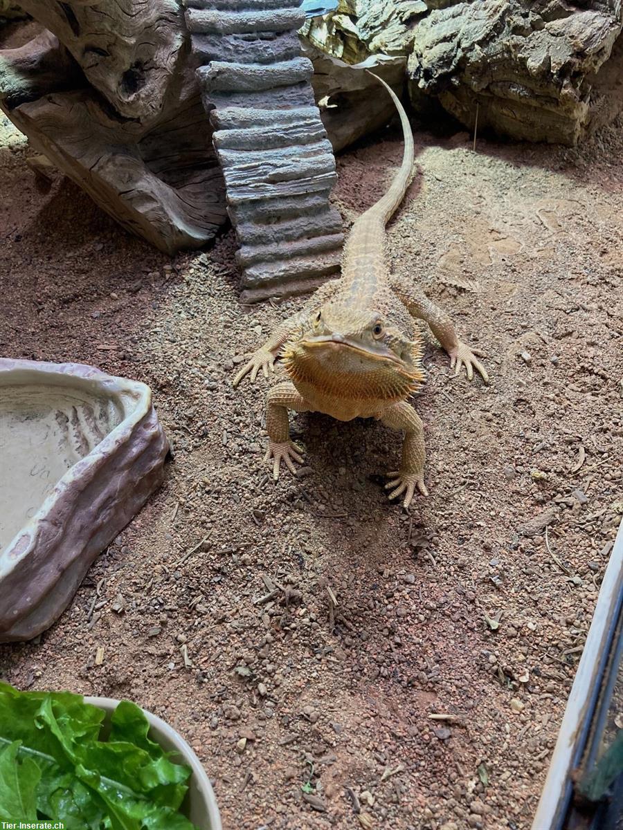 Bild 6: Bartagame mit Terrarium zu verkaufen