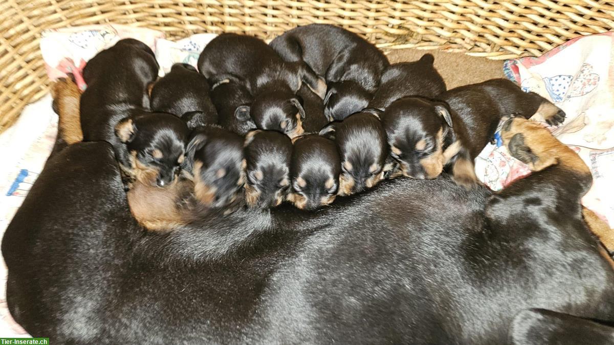 Reinrassige Dackel Welpen, Black Tan, 5 Rüden + 3 Hündinnen