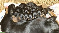 Reinrassige Dackel Welpen, Black Tan, 5 Rüden + 3 Hündinnen