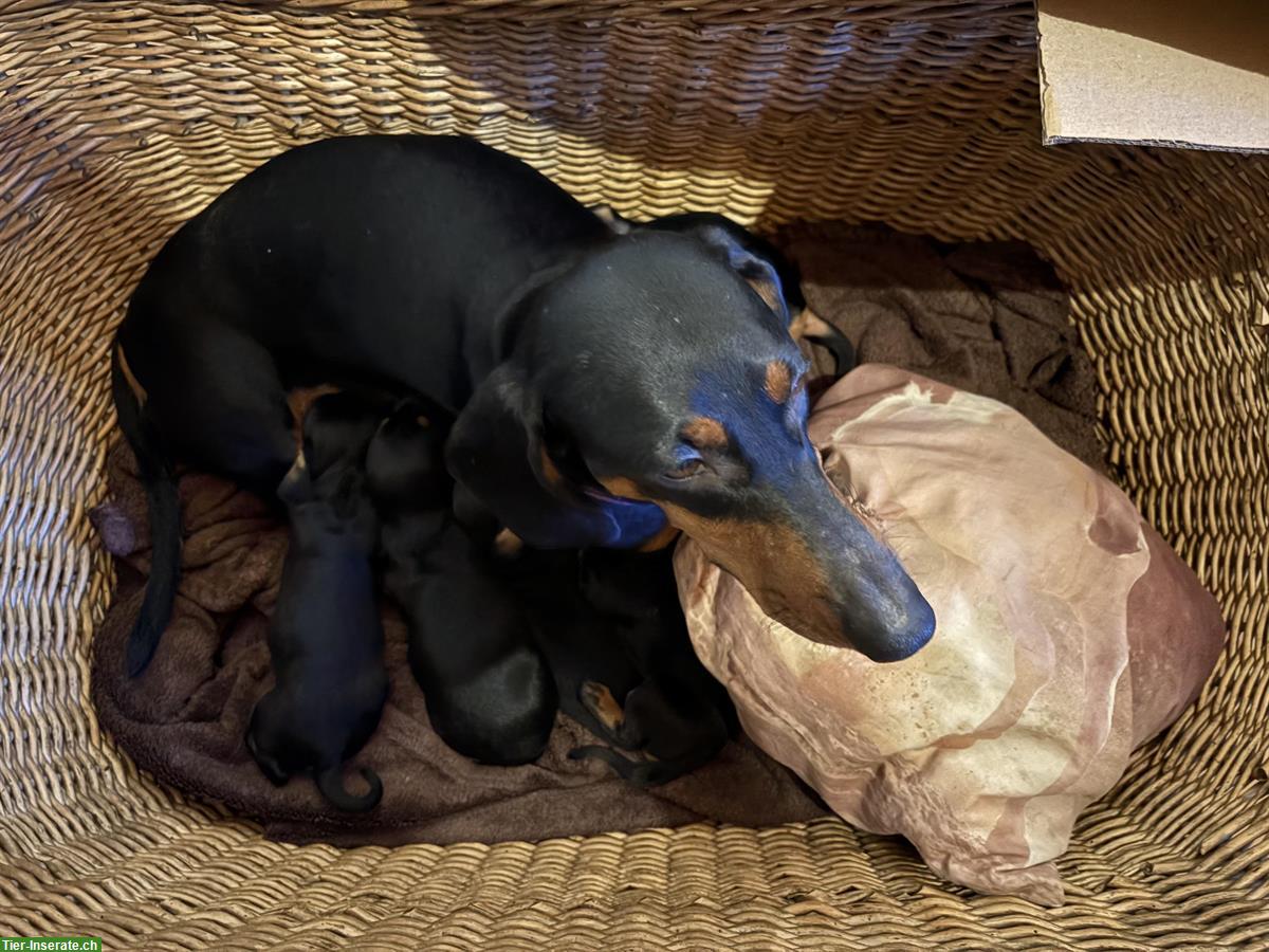 Bild 2: Reinrassige Dackel Welpen, Black Tan, 5 Rüden + 3 Hündinnen