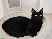 Schwarze Katze (weiblich) sucht liebevollen Lebensplatz