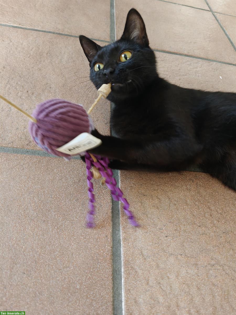 Bild 2: Schwarze Katze (weiblich) sucht liebevollen Lebensplatz