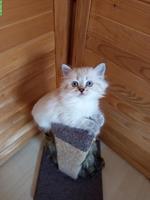 Heilige Birma Kitten suchen ihr neues Zuhause