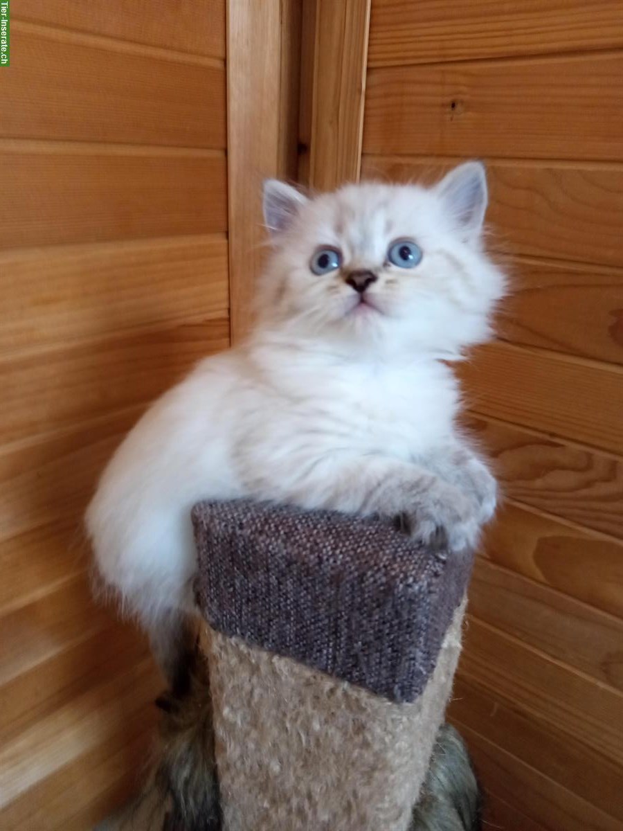 Bild 2: Heilige Birma Kitten suchen ihr neues Zuhause