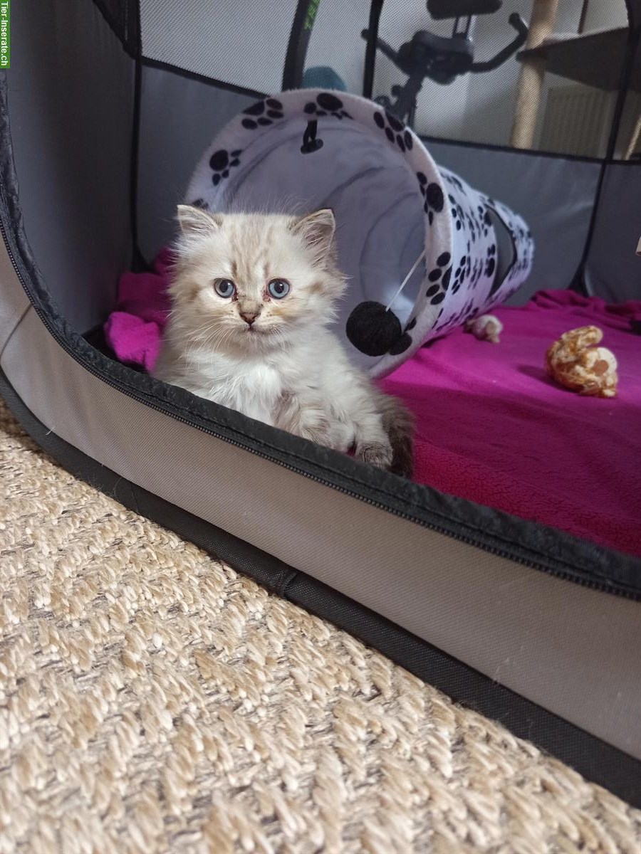 Bild 4: Heilige Birma Kitten suchen ihr neues Zuhause