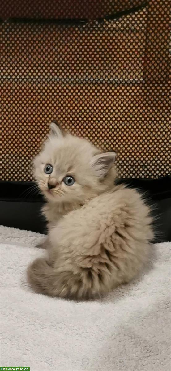 Bild 5: Heilige Birma Kitten suchen ihr neues Zuhause