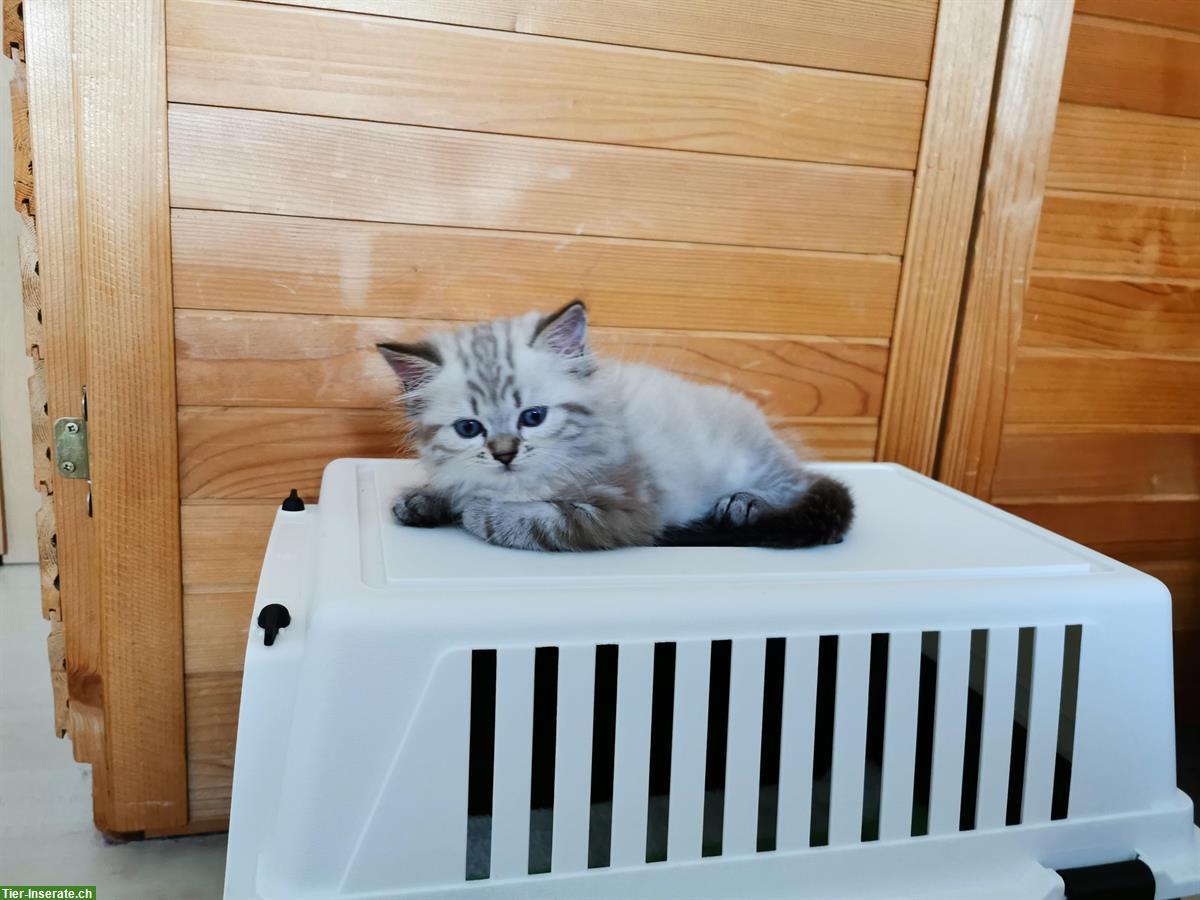 Bild 6: Heilige Birma Kitten suchen ihr neues Zuhause