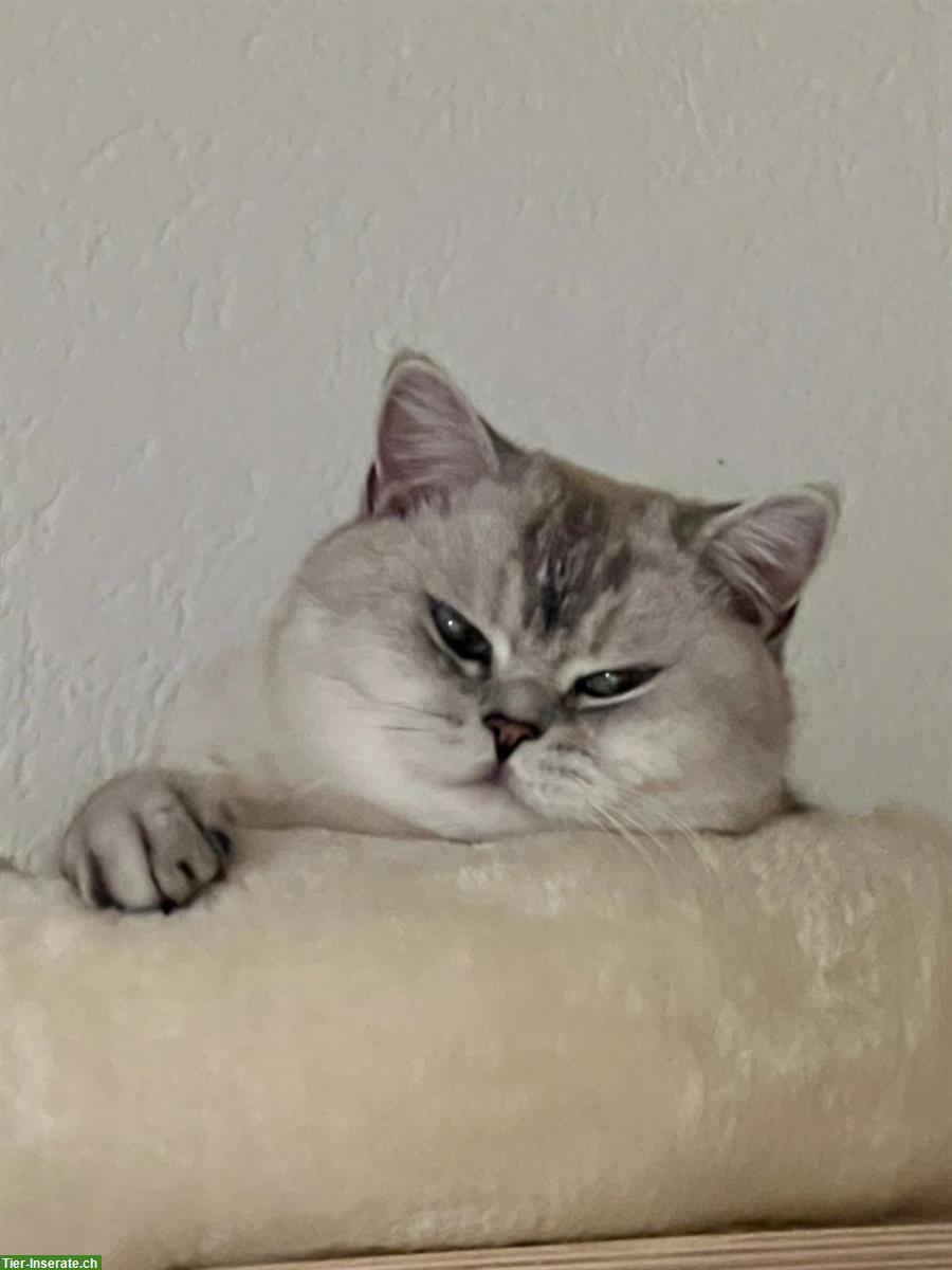 British Shorthair, BKH Kater 2½ Jahre alt, silver shaded