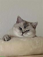 British Shorthair, BKH Kater 2½ Jahre alt, silver shaded
