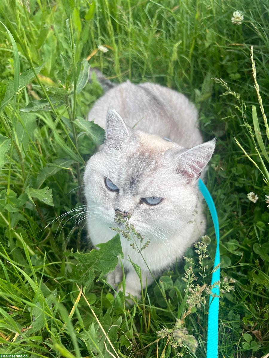 Bild 2: British Shorthair, BKH Kater 2½ Jahre alt, silver shaded