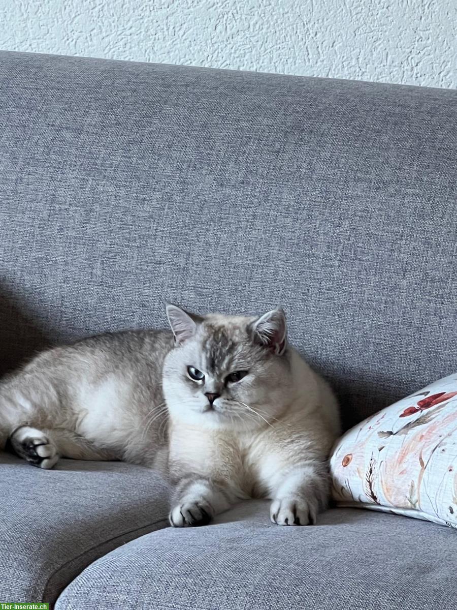 Bild 4: British Shorthair, BKH Kater 2½ Jahre alt, silver shaded
