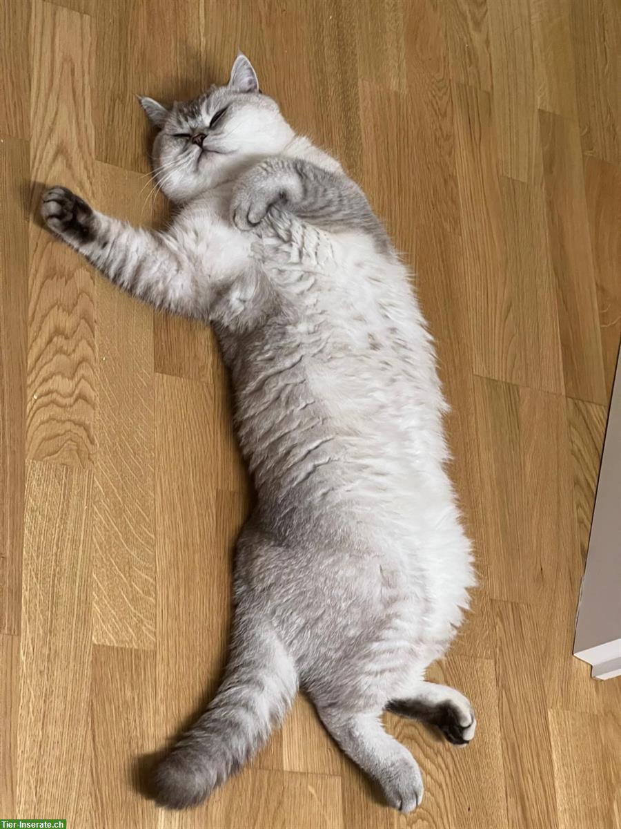 Bild 5: British Shorthair, BKH Kater 2½ Jahre alt, silver shaded
