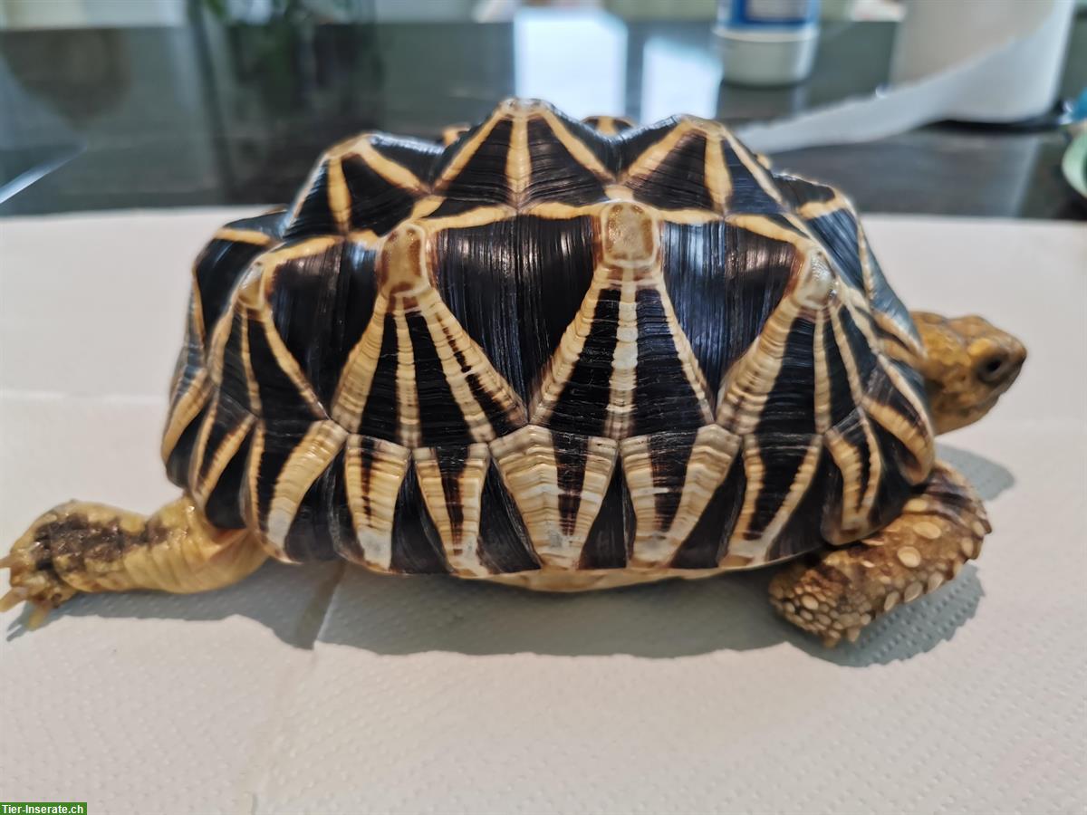 2 Birma-Sternschildkröten zu verkaufen