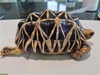 2 Birma-Sternschildkröten zu verkaufen
