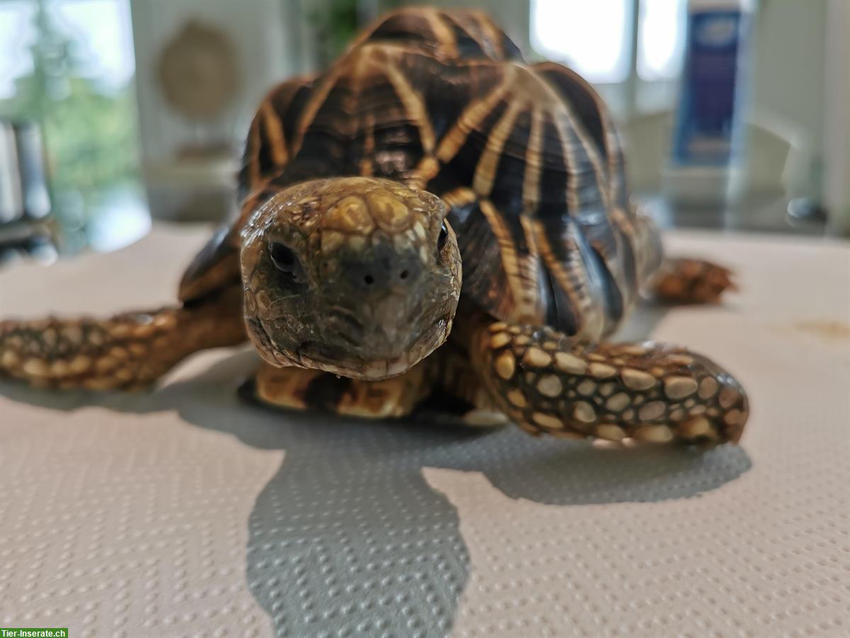 Bild 2: 2 Birma-Sternschildkröten zu verkaufen